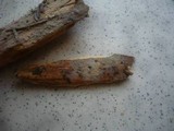 Phlebia tristis image