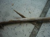 Xenasmatella subflavidogrisea image
