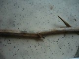 Xenasmatella subflavidogrisea image