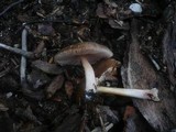 Pluteus roseipes image