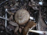 Pluteus roseipes image
