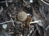 Pluteus roseipes image