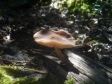 Pluteus roseipes image