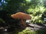 Pluteus roseipes image
