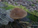 Pluteus roseipes image