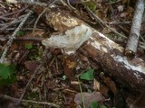 Podofomes trogii image