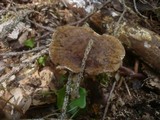 Podofomes trogii image