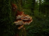 Pycnoporellus fulgens image