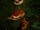 Pycnoporellus fulgens image