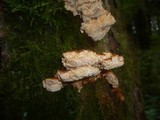 Pycnoporellus fulgens image
