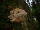 Pycnoporellus fulgens image