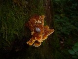 Pycnoporellus fulgens image