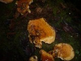 Pycnoporellus fulgens image