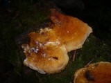 Pycnoporellus fulgens image