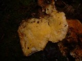 Pycnoporellus fulgens image