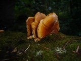 Pycnoporellus fulgens image