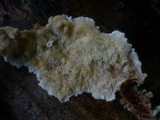 Pycnoporellus fulgens image