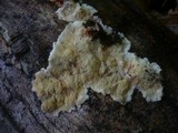 Pycnoporellus fulgens image