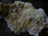 Pycnoporellus fulgens image