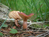 Lactarius rufus image