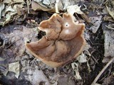 Discina ancilis image