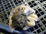 Discina ancilis image