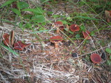 Lactarius rufus image