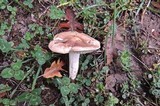 Hygrophorus arbustivus image
