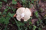 Hygrophorus arbustivus image