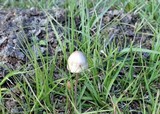 Panaeolus papilionaceus var. parvisporus image