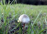 Panaeolus goossensiae image