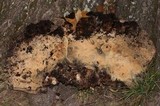 Hypomyces aurantius image