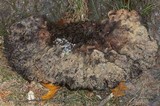 Hypomyces aurantius image