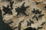 Oedohysterium insidens image