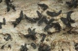 Oedohysterium insidens image