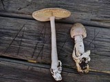 Amanita magnivolvata image
