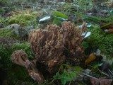 Ramaria bataillei image