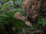 Ramaria bataillei image