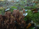 Ramaria bataillei image