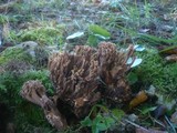 Ramaria bataillei image