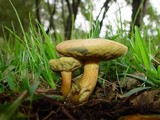Hortiboletus engelii image