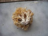 Ramaria flavoides image