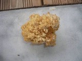 Ramaria flavoides image
