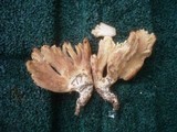 Ramaria schildii image