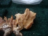 Ramaria schildii image