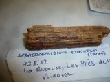 Repetobasidium vestitum image