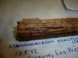 Repetobasidium vestitum image
