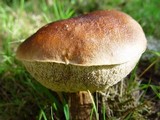 Leccinum aurantiacum image