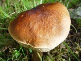 Leccinum aurantiacum image