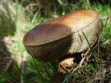 Leccinum aurantiacum image